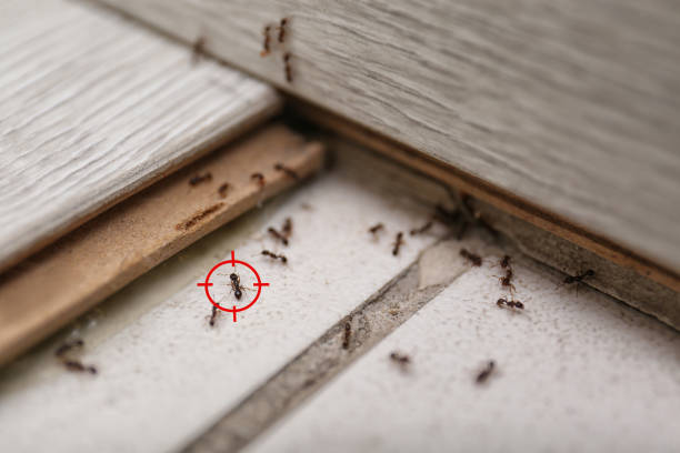Best Pest Removal Services  in Covina, CA