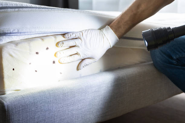 Best Residential Pest Control  in Covina, CA