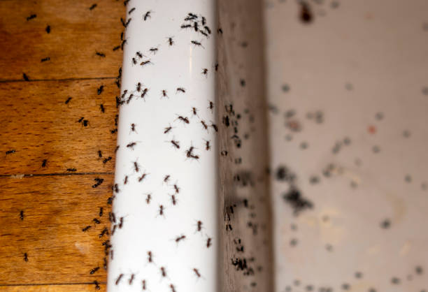 Best Flea Control Services  in Covina, CA